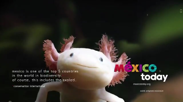 Mexico — campaign artwork 4